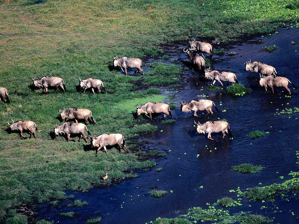 Slow Lane, Blue Wildebeest